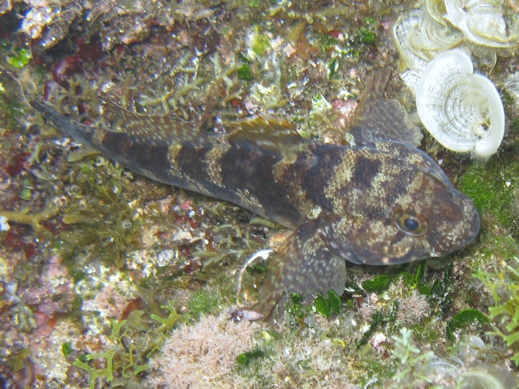 Gobius paganellus e Gobius cobitis